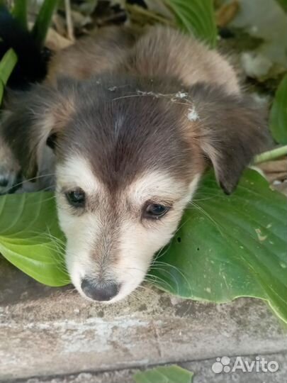 Собака в добрые руки отдам бесплатно