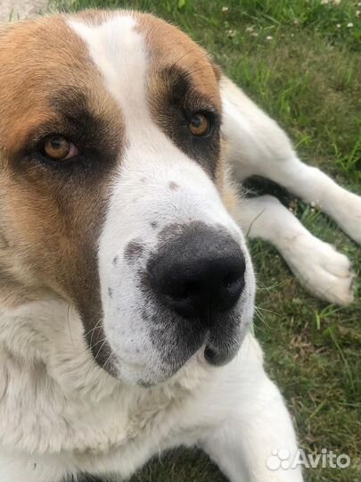 Щенки алабая