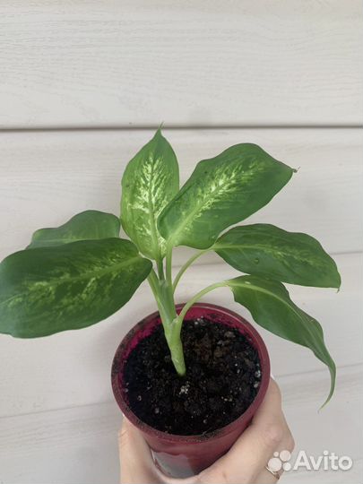 Диффенбахия