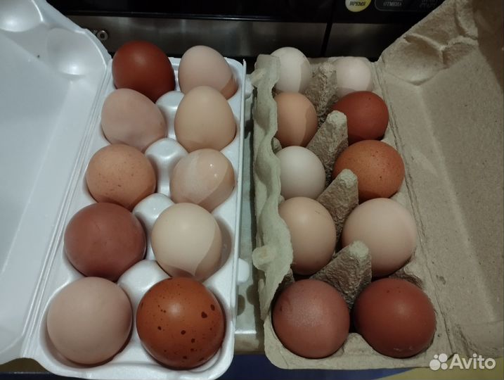 Домашние куриные яйца