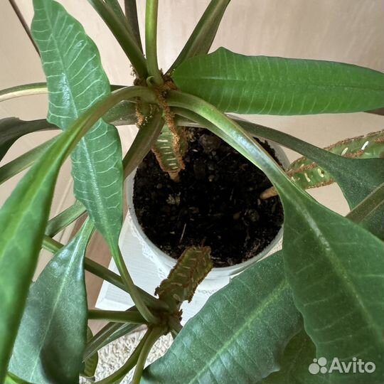 Молочай беложильчатый