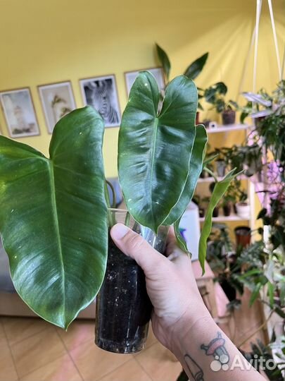 Филодендрон бурле маркс