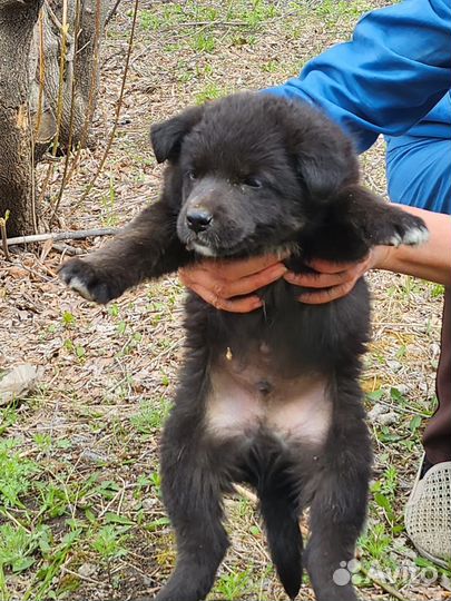 Щенок на охрану своего дома к заботливому хозяину