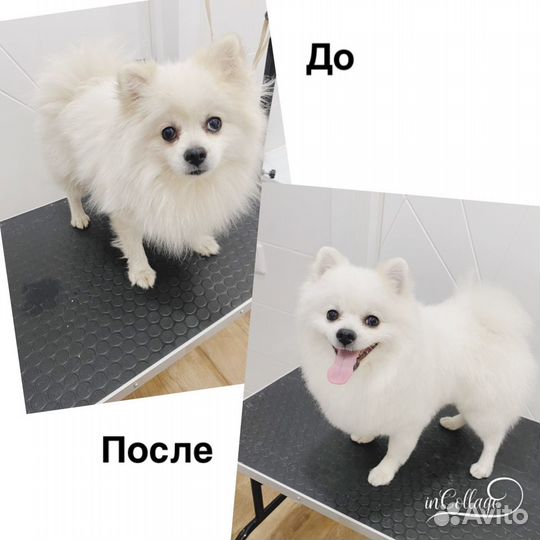 Грумер, стрижка собак