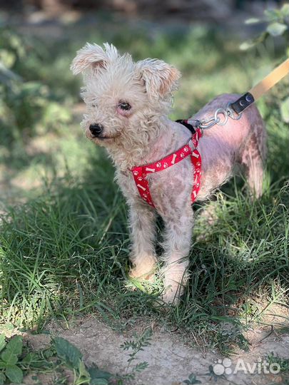 Собака в добрые руки