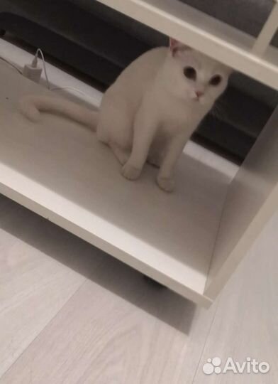 Найдена кошечка