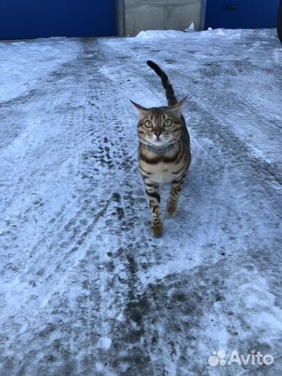 Бенгальские котята