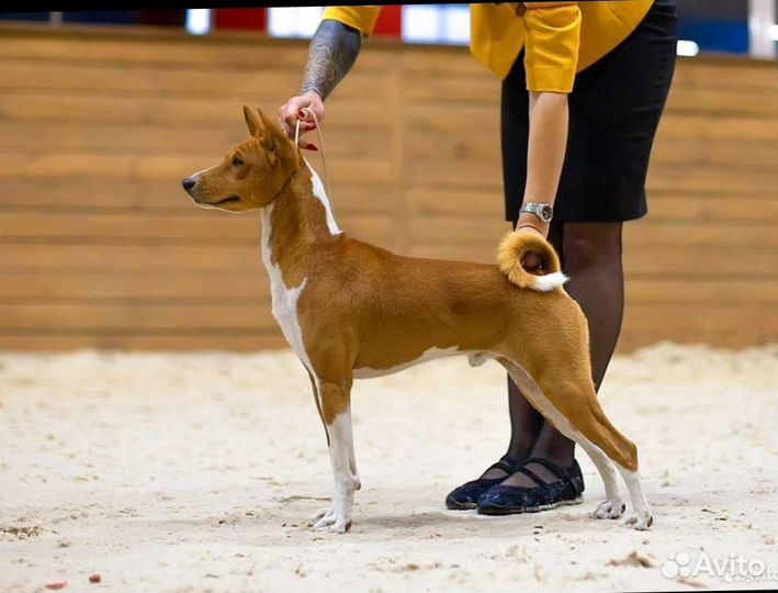 Щенки басенджи