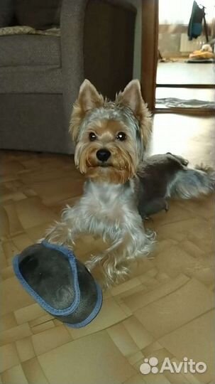 Йоркширский терьер вязка