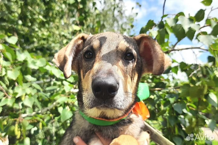 Ринго - маленький философ