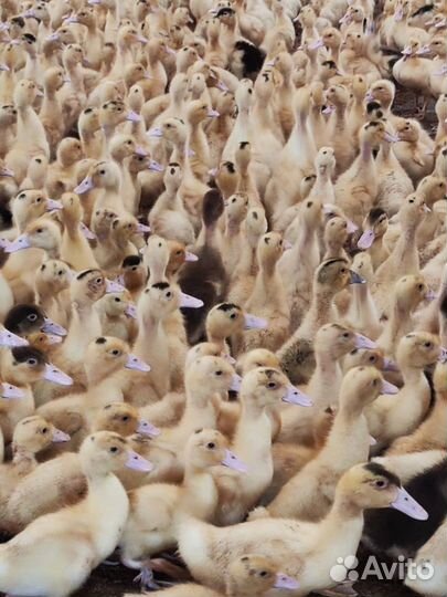 Муларды/Гусята