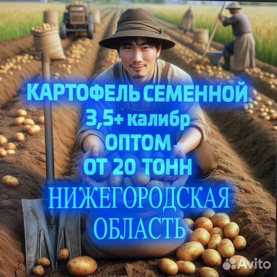 Картофель оптом семенной. Нижний Новогород