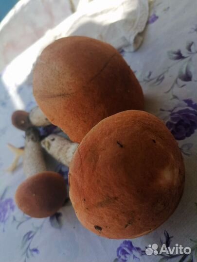 Тибетская малина саженцы 3 шт по цене 1 по25-35см