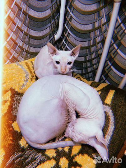 Донской сфинкс вязка