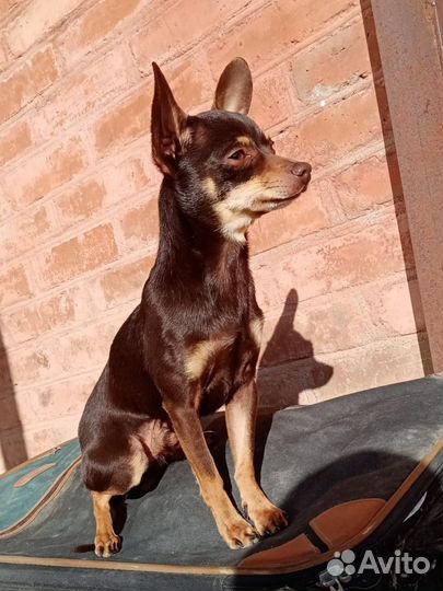 Кобель, вязка