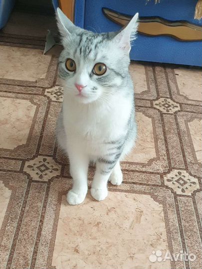 Котик в добрые руки