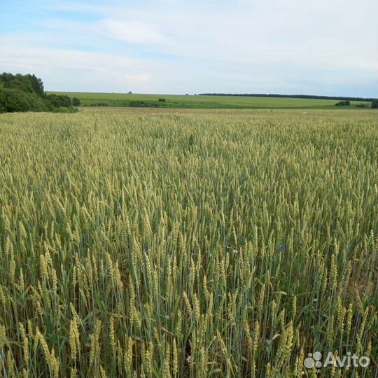 Зерно пшеница