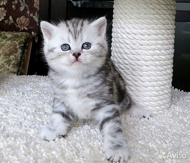 Шотландские котята