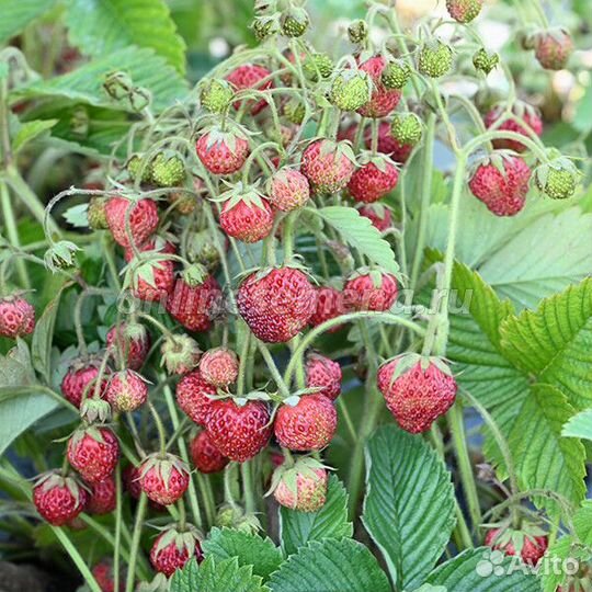 Земклуника