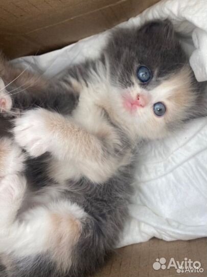 Британские котята