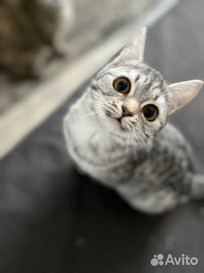 Британский вислоухий и прямоухая