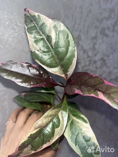 Псевдоэрантемум