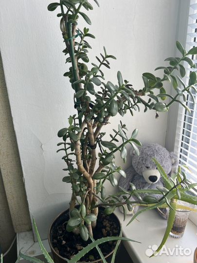 Цветы разные в горшках