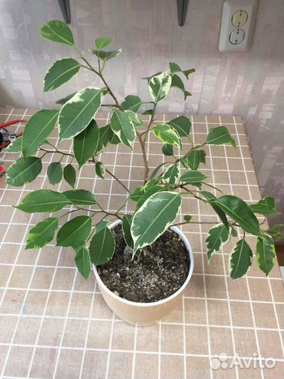 Фикус бенджамина