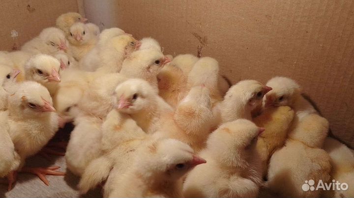 Цыплята