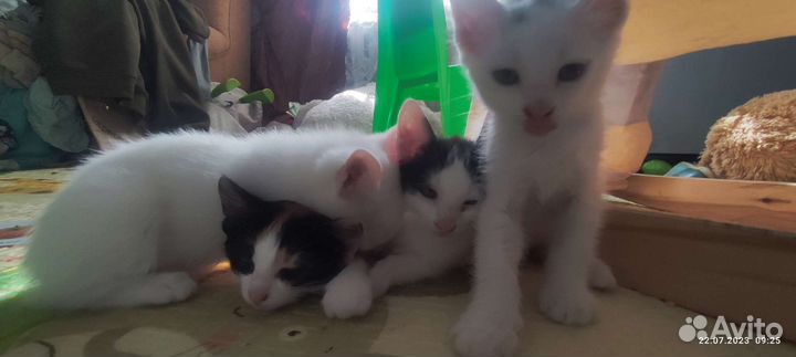 Котята в добрые руки 2 месеца