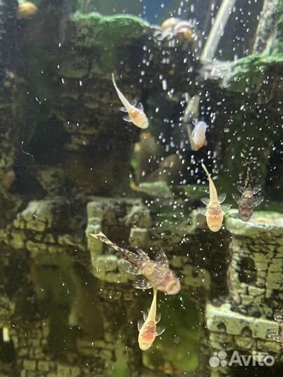 Сомы анцитрусы