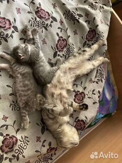 Шотландские вислоухие котята серые