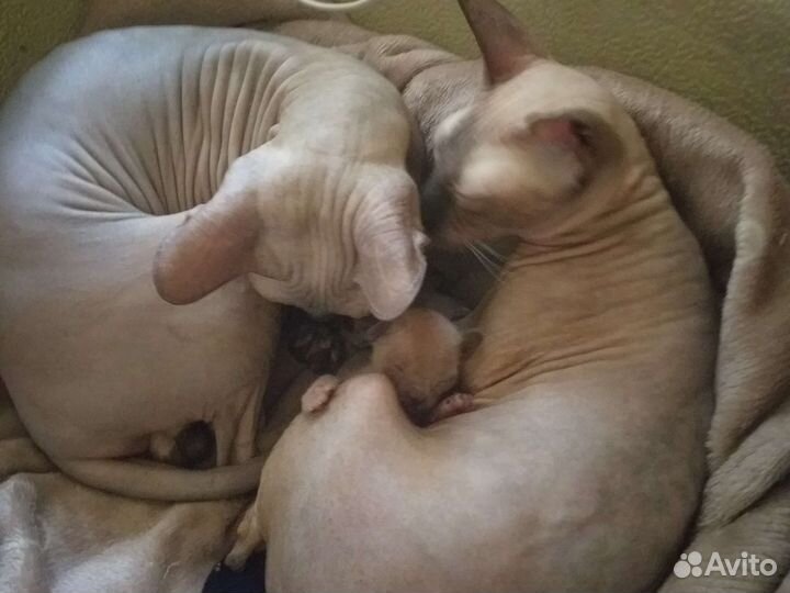 Кот на вязку
