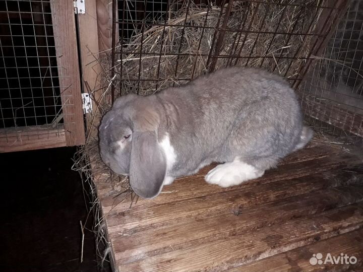 Кролики французские бараны