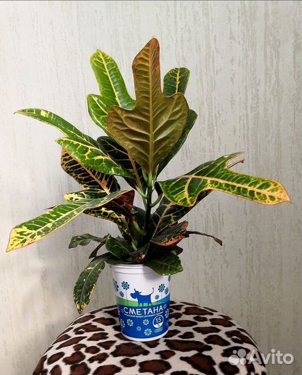 Кротон (Кодиеум)