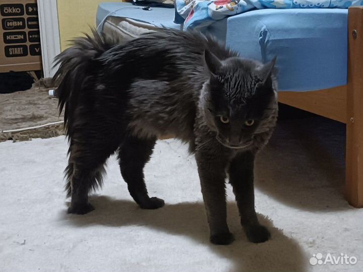 Мейн Кун кот