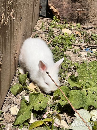 Декоративные кролики