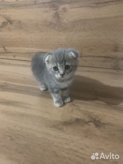 Котята шотландские