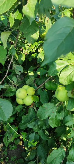 Участок 6 сот. (СНТ, ДНП)