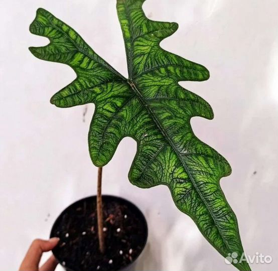 Алоказия Jacklin