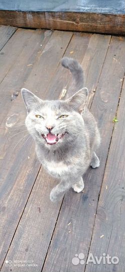 Кошка потеряшка