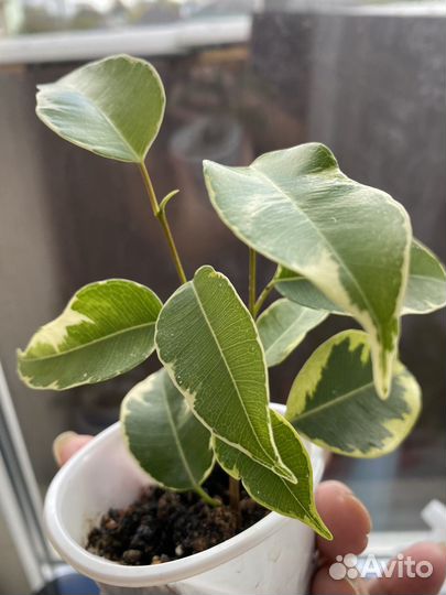 Фикус бенджамина пестролистный