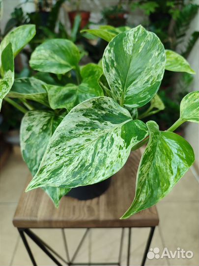 Эпипремнум Marble Queen