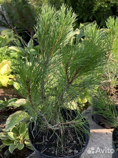 Сосна горная мугус