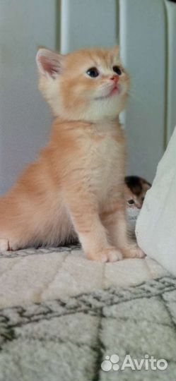 Котята 2 мальчика
