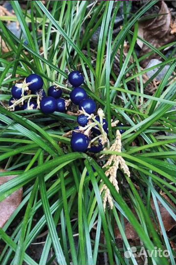 Многолетники лириопе и офиопогон