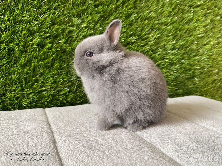 Цветной карликовый декоративный кролик