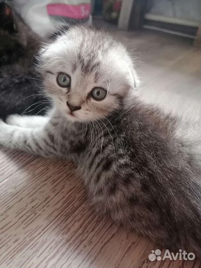 Британские котята