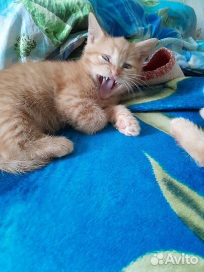 Кошки в добрые руки