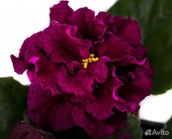 Фиалки в Нижнем Новгороде (240 проверенных сортов)